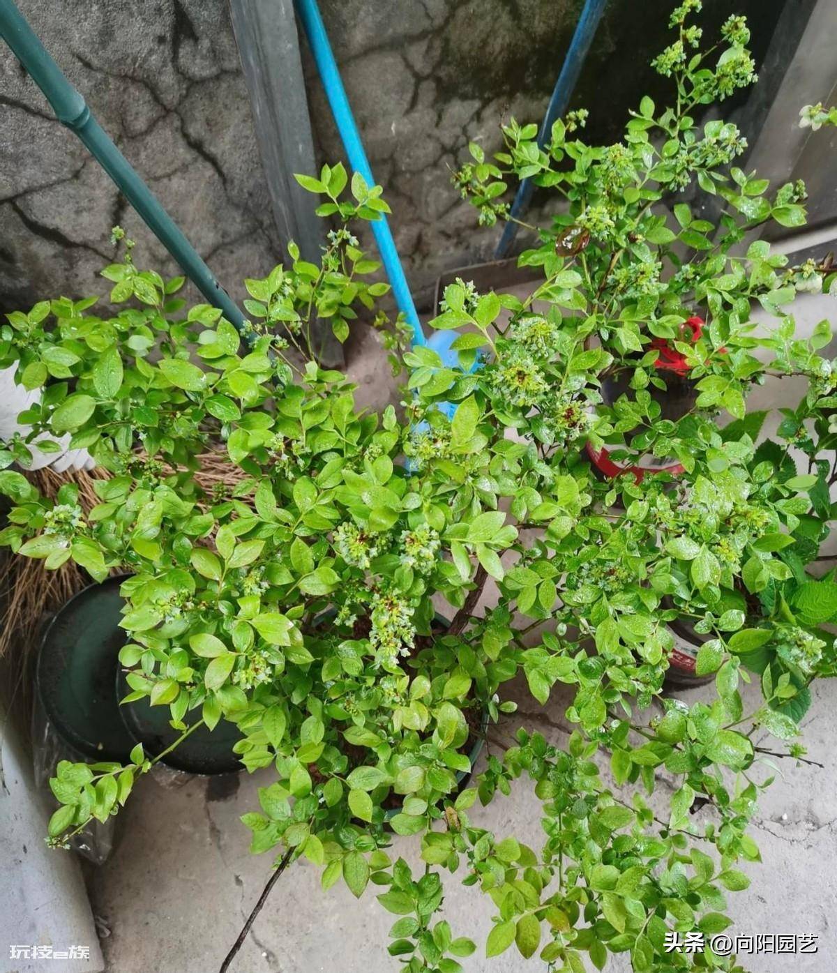 蓝莓好种植吗(很多网友买蓝莓树在家能养活但不结果)-图片3